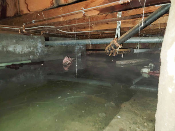Best Water damage restoration services  in Magnolia, NJ